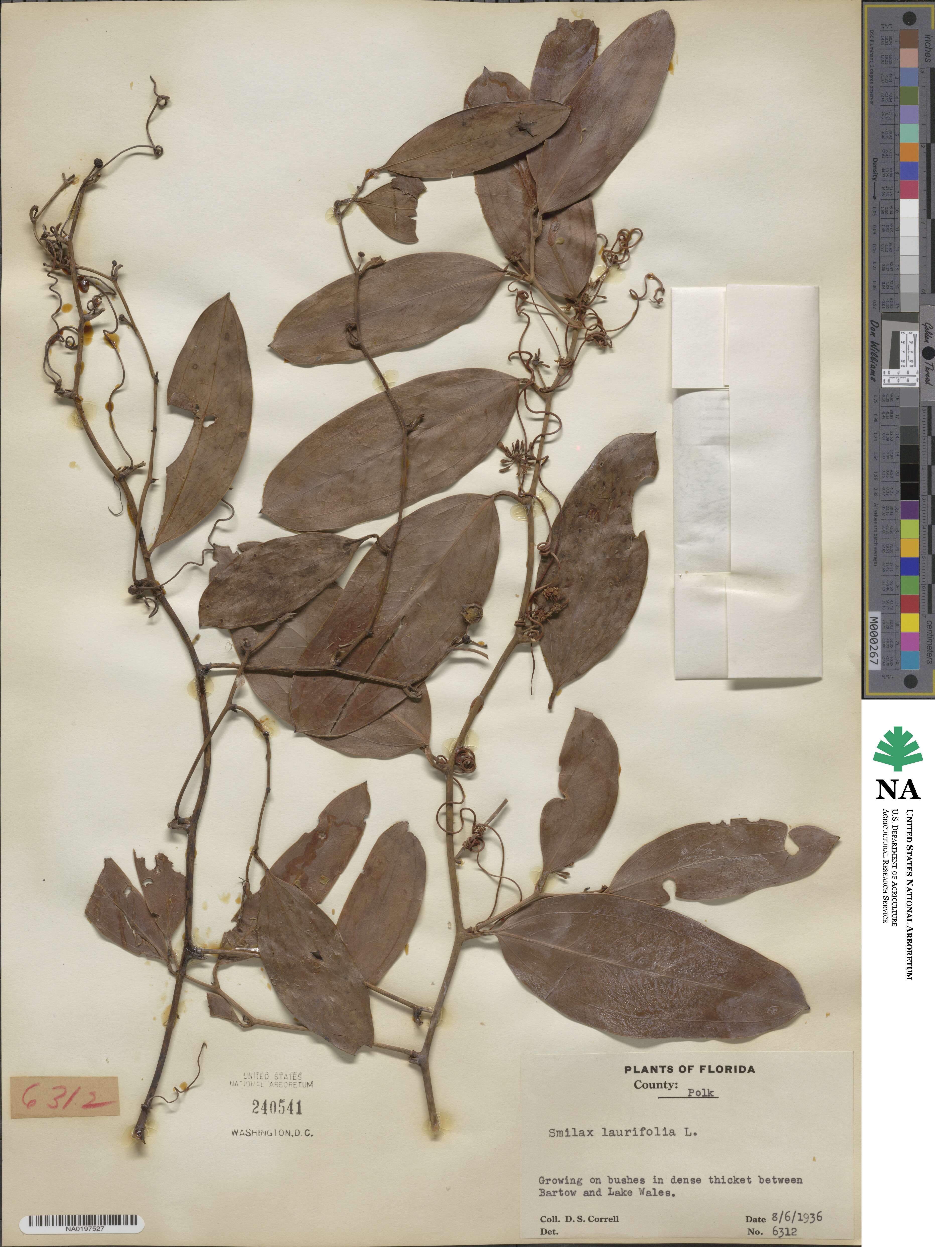 Smilax laurifolia image