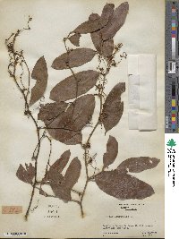 Smilax laurifolia image