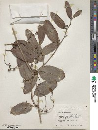 Smilax laurifolia image