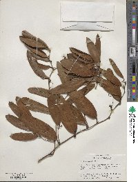 Smilax laurifolia image