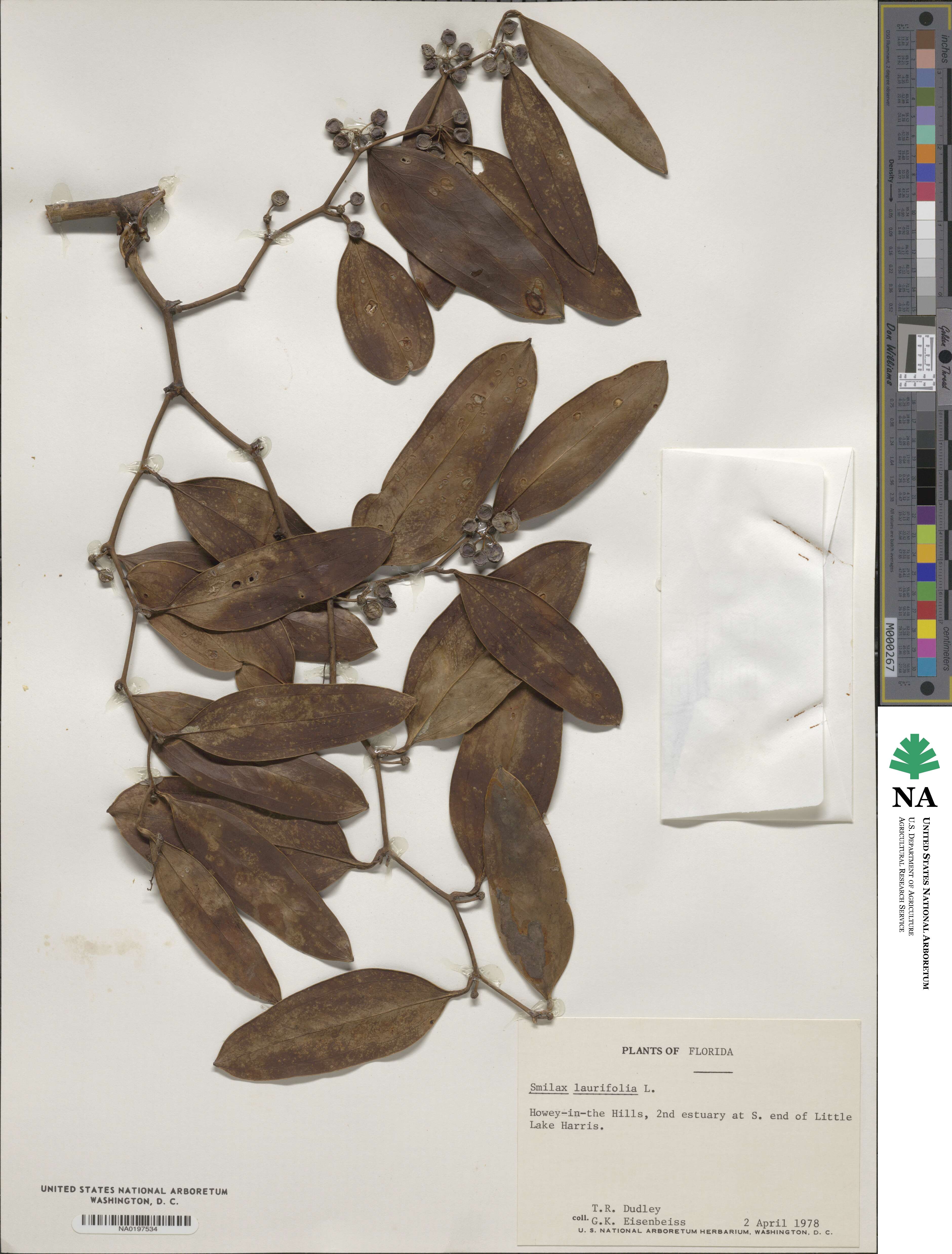 Smilax laurifolia image