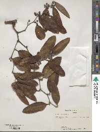 Smilax laurifolia image