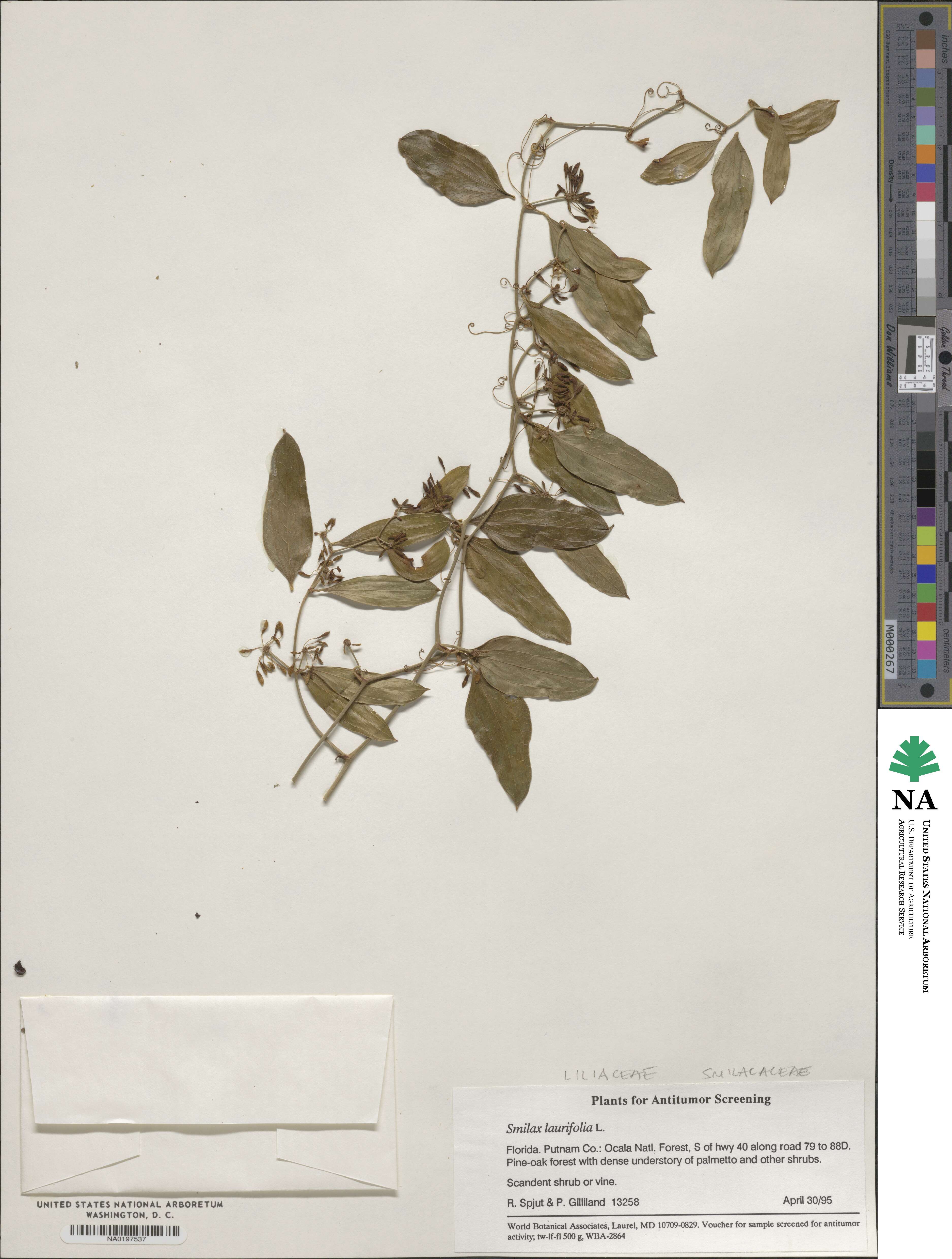 Smilax laurifolia image