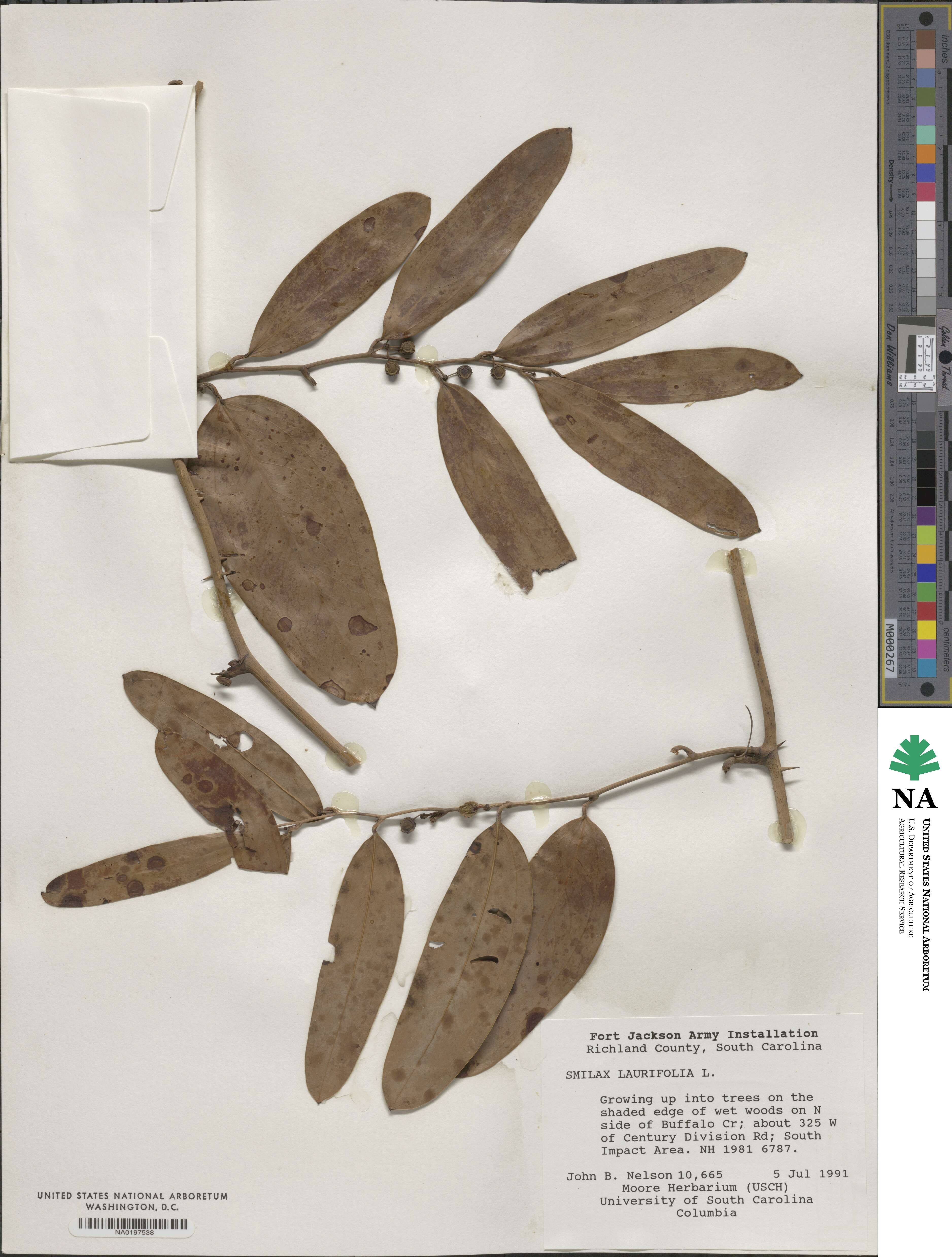 Smilax laurifolia image