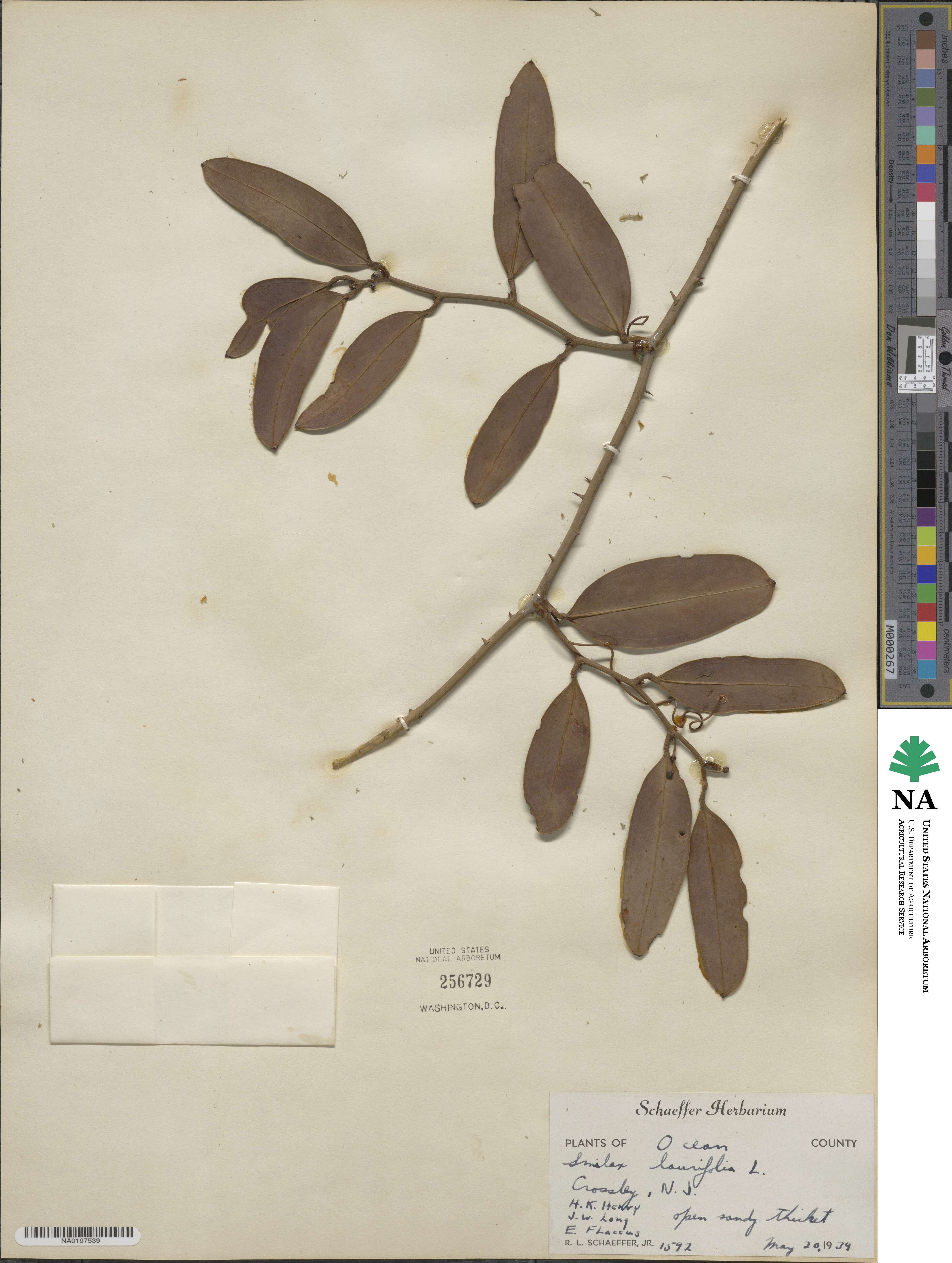 Smilax laurifolia image