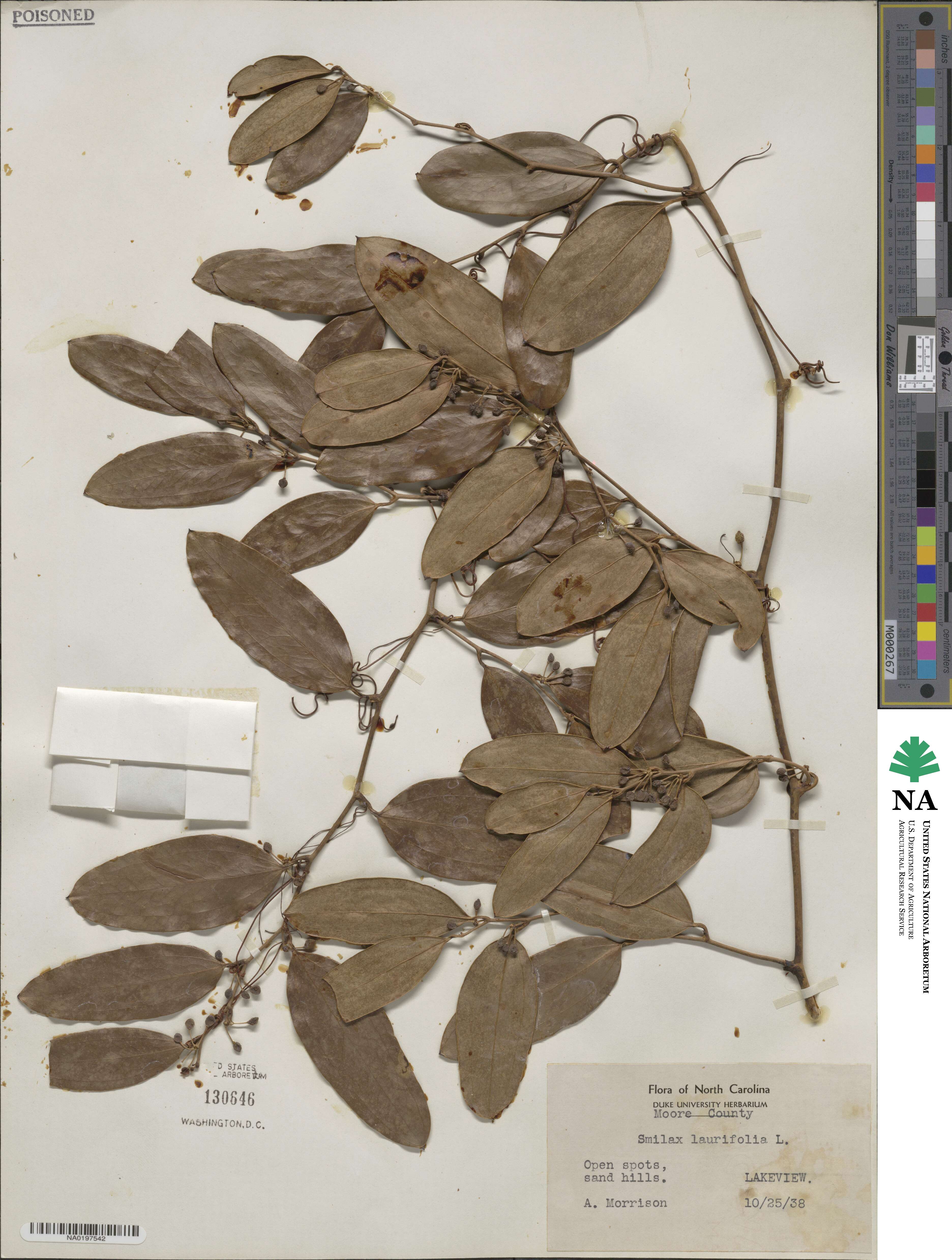 Smilax laurifolia image