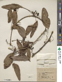 Smilax laurifolia image