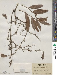 Smilax laurifolia image