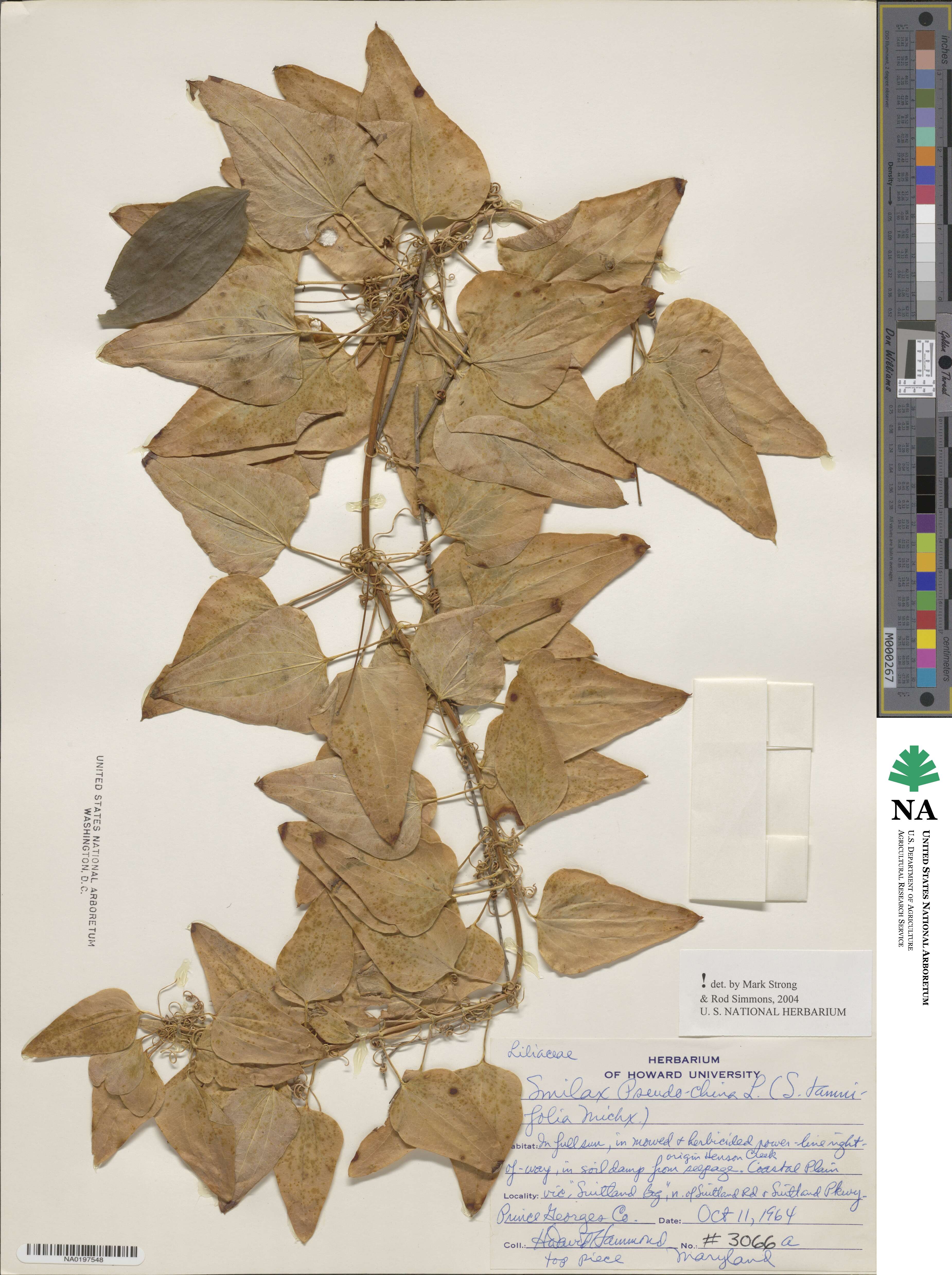 Smilax pseudochina image