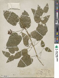 Smilax pulverulenta image