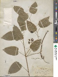 Smilax pulverulenta image