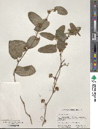 Smilax pumila image