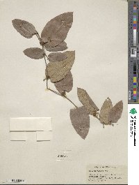 Smilax pumila image