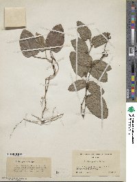 Smilax pumila image