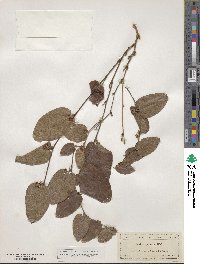 Smilax pumila image