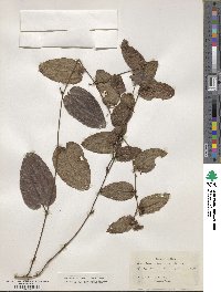 Smilax pumila image