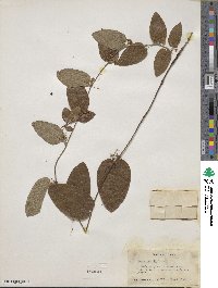 Smilax pumila image