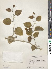 Smilax rotundifolia image