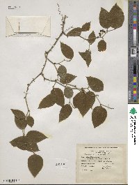 Smilax rotundifolia image