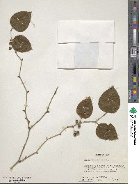 Smilax rotundifolia image