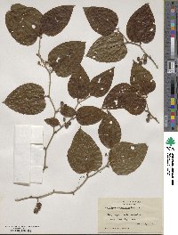 Smilax rotundifolia image