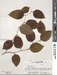 Smilax rotundifolia image