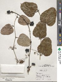 Smilax rotundifolia image