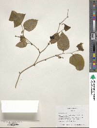 Smilax rotundifolia image