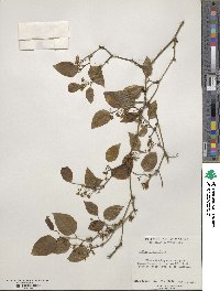 Smilax rotundifolia image