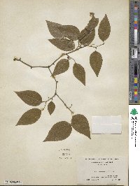 Smilax rotundifolia image