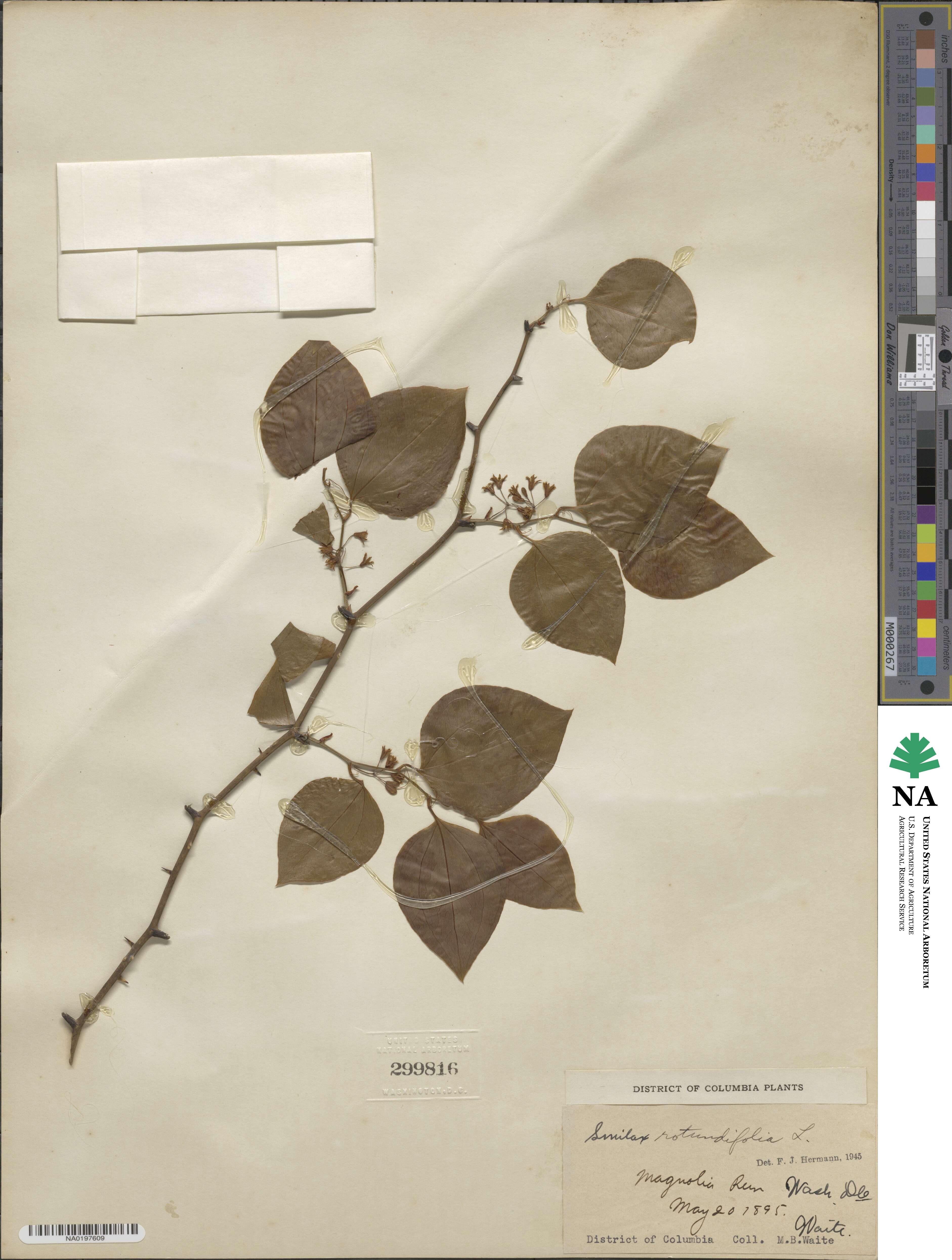 Smilax rotundifolia image