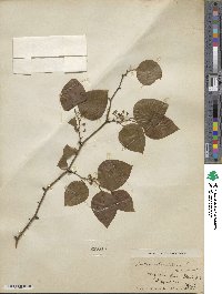 Smilax rotundifolia image