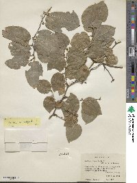 Smilax rotundifolia image