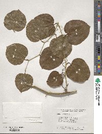 Smilax rotundifolia image