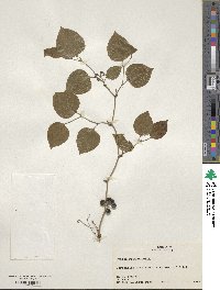 Smilax rotundifolia image