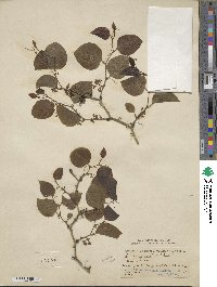 Smilax rotundifolia image