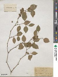 Smilax rotundifolia image