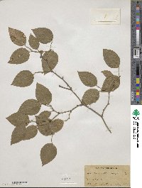 Smilax rotundifolia image