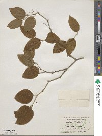 Smilax rotundifolia image