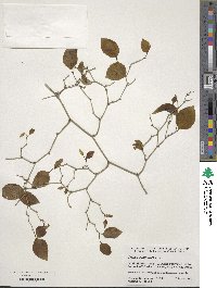 Smilax rotundifolia image