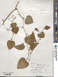 Smilax rotundifolia image