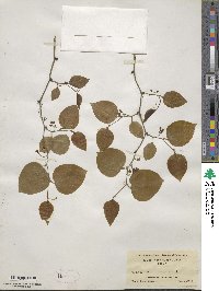 Smilax rotundifolia image