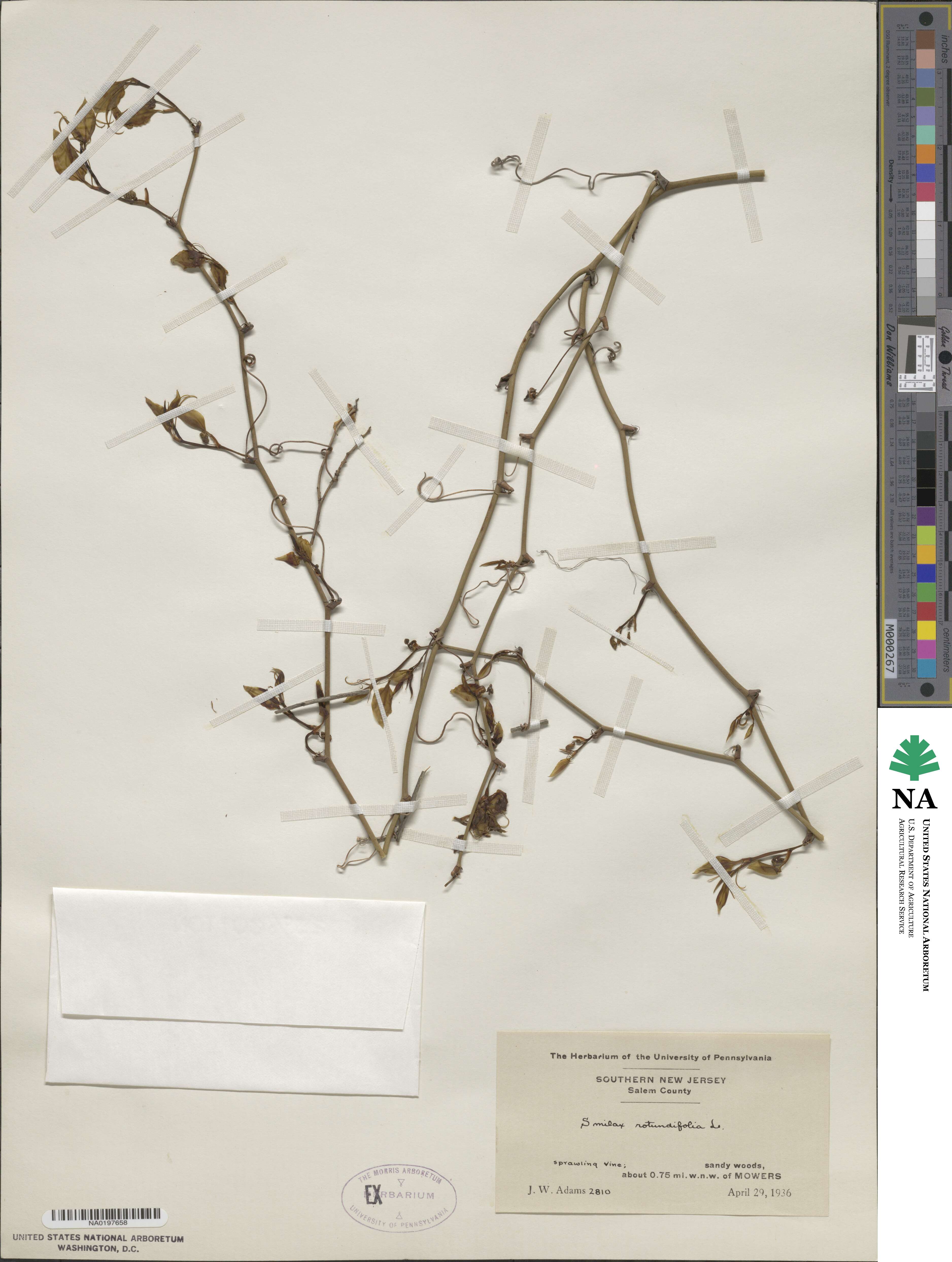 Smilax rotundifolia image