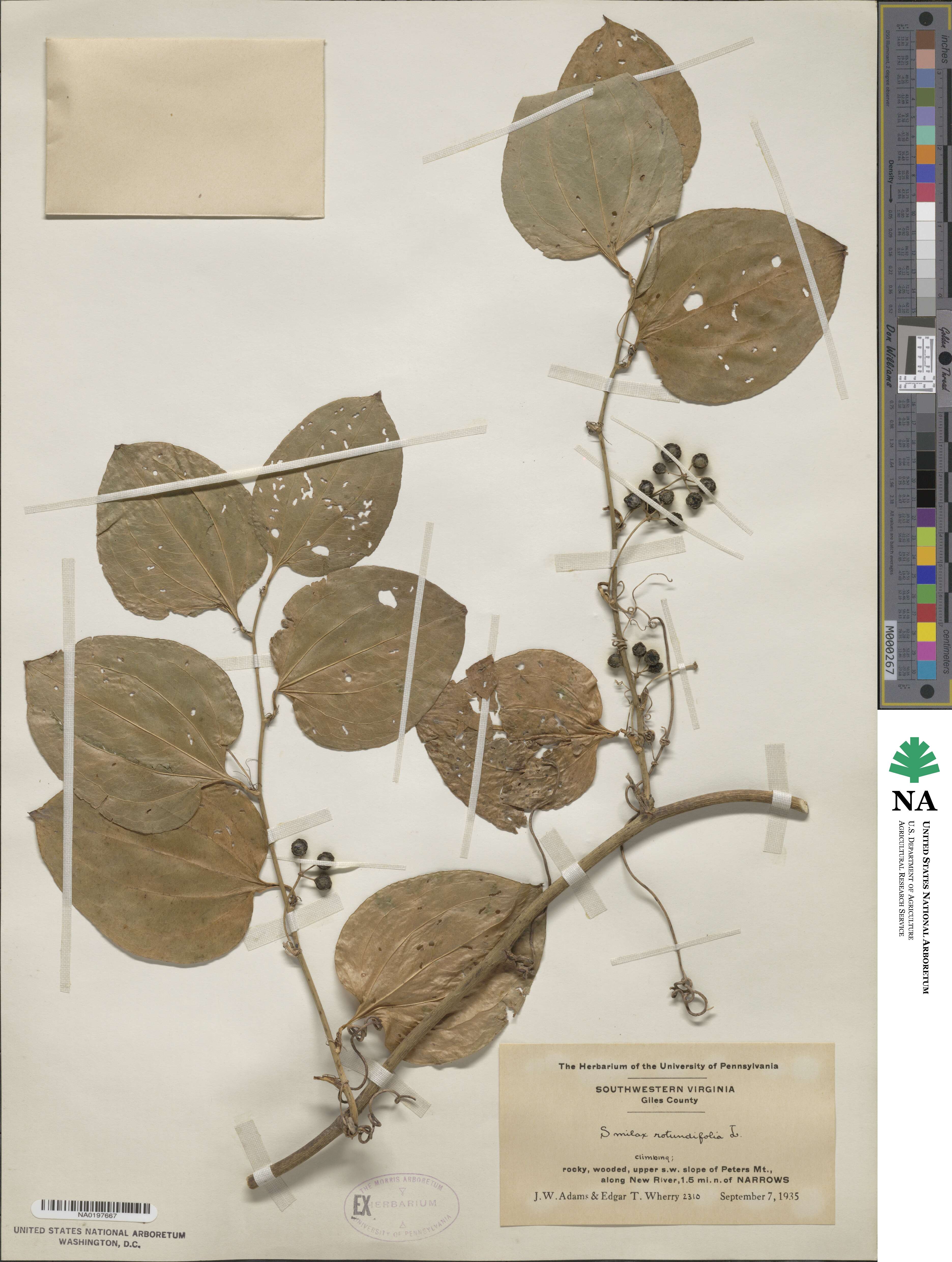 Smilax rotundifolia image