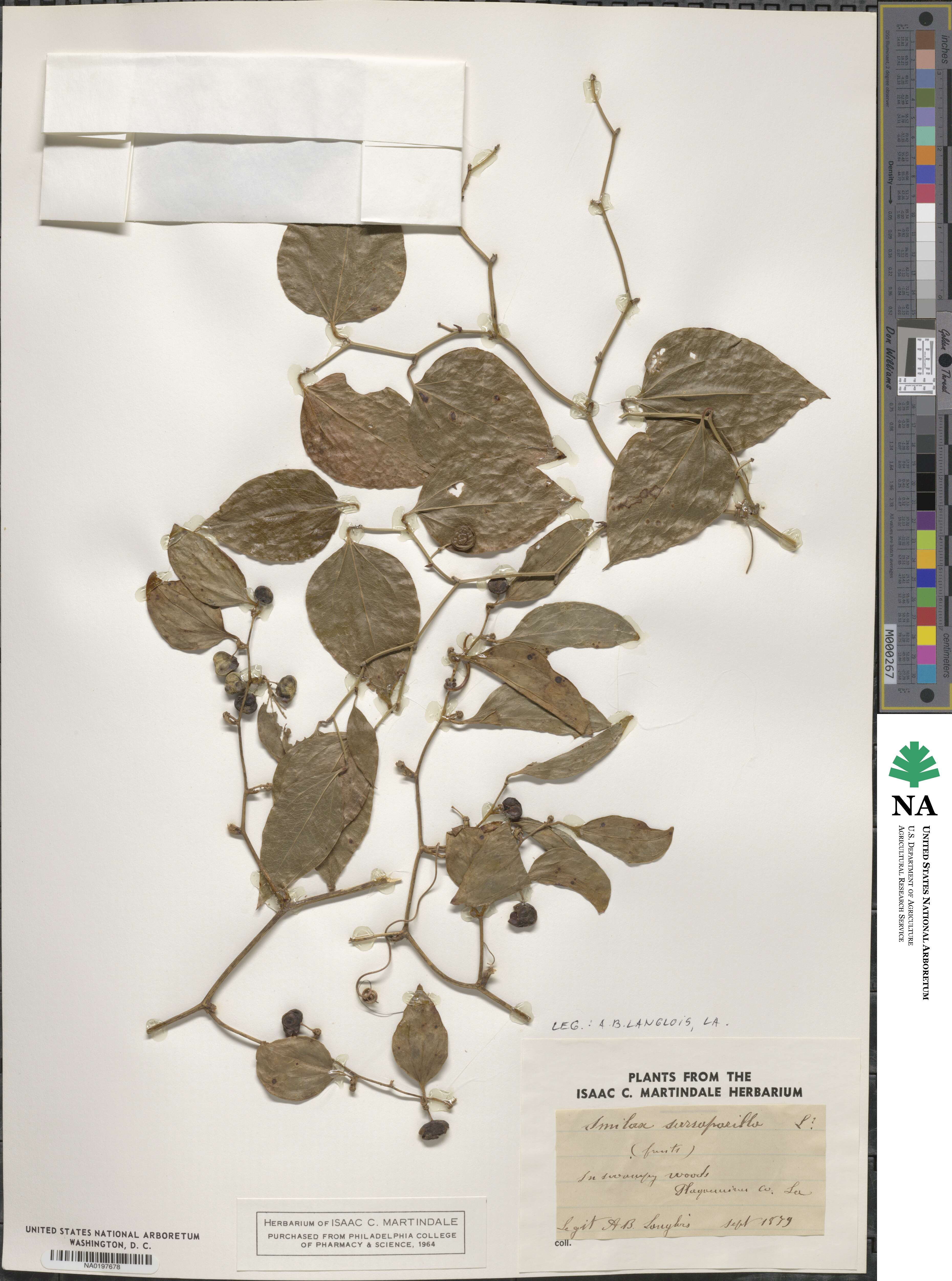 Smilax glauca image
