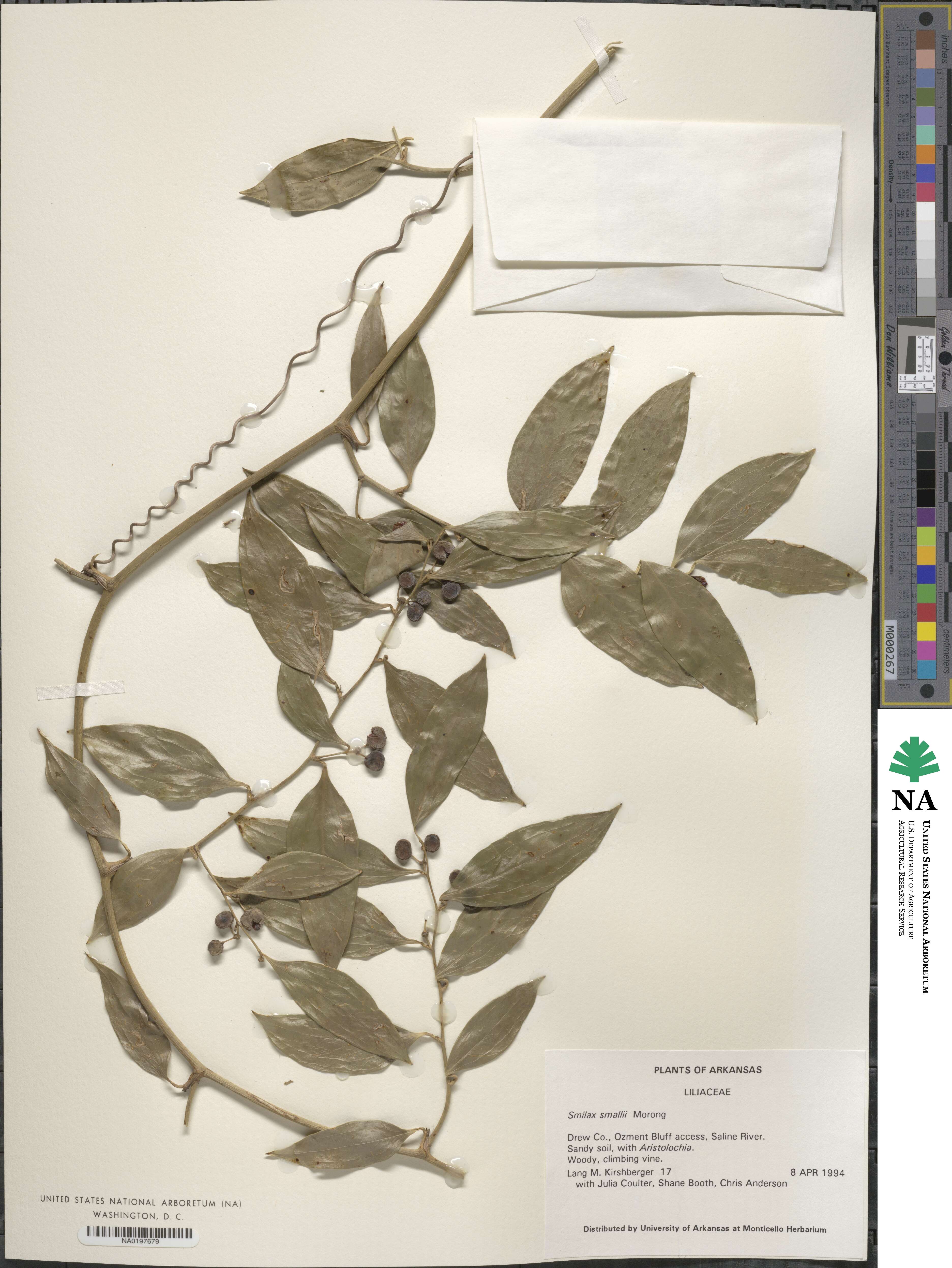 Smilax maritima image