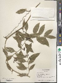 Smilax maritima image