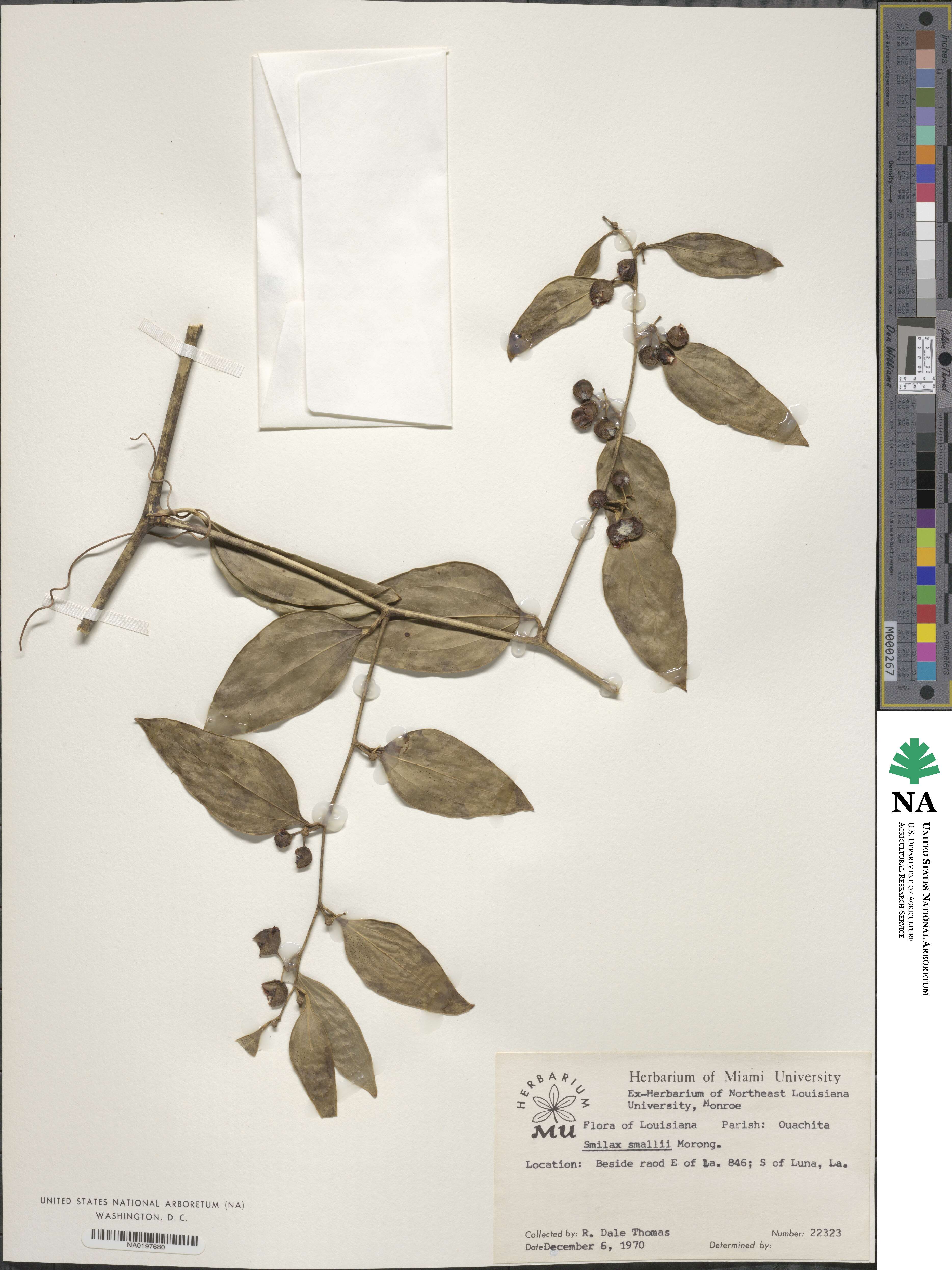 Smilax maritima image