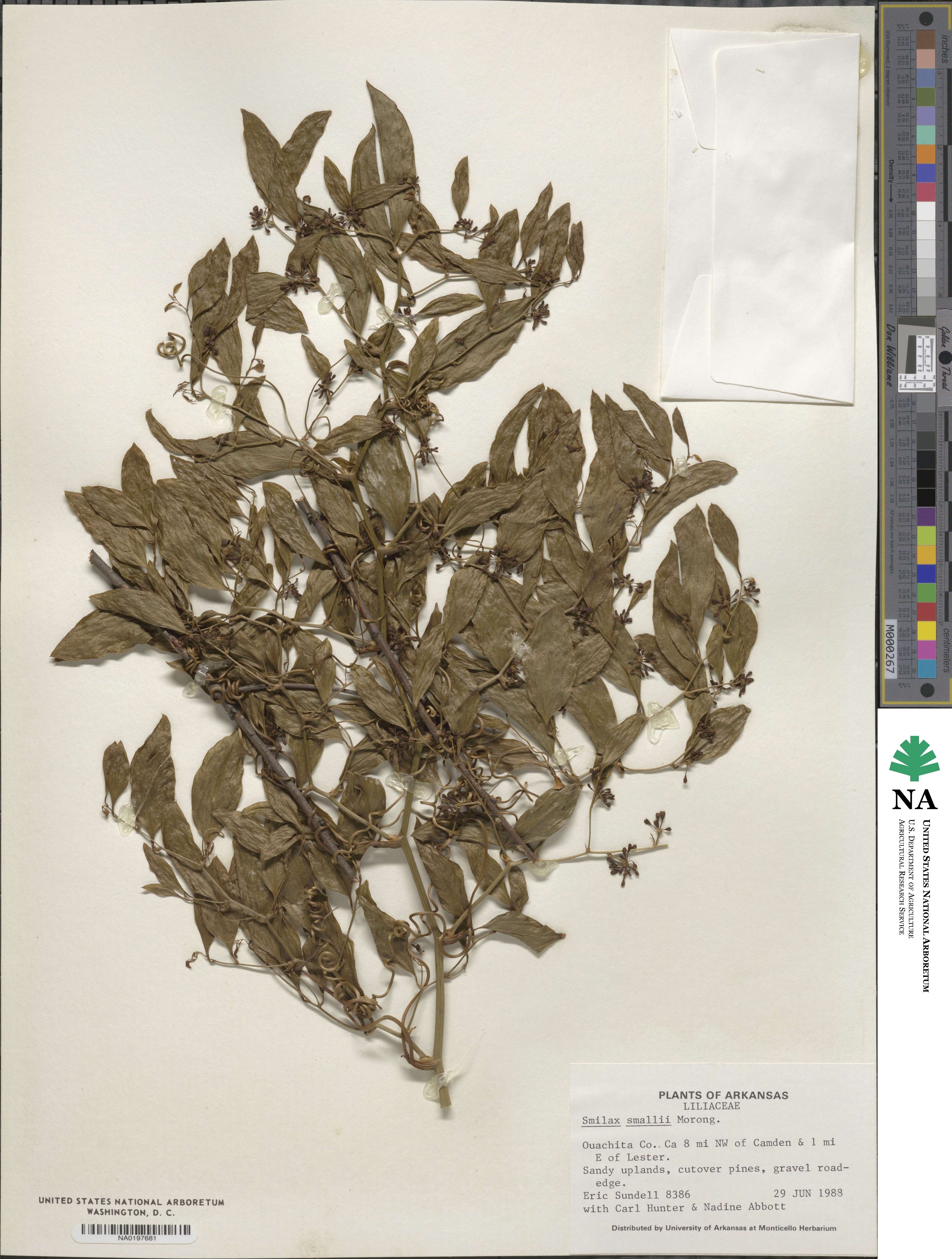 Smilax maritima image