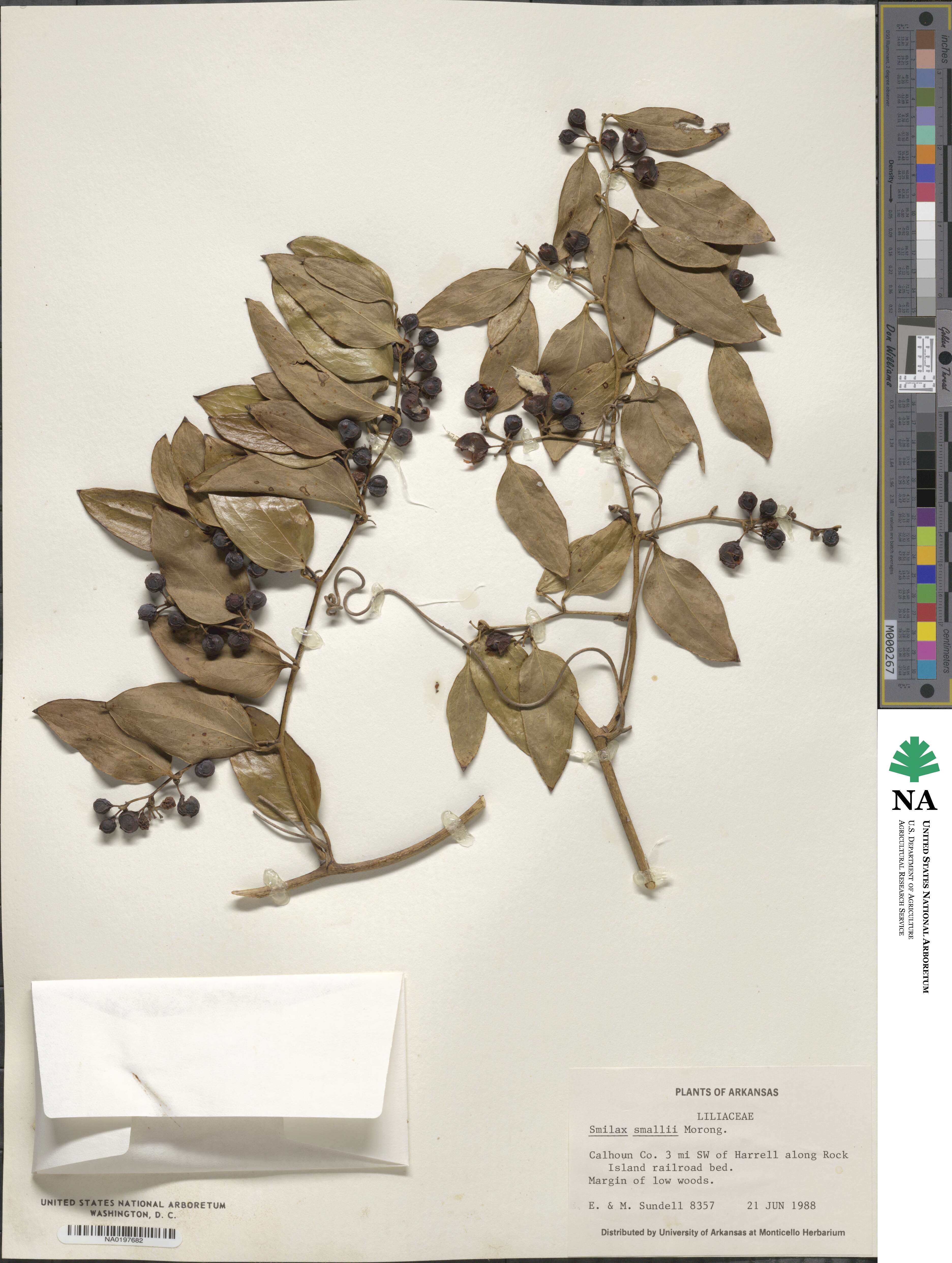 Smilax maritima image